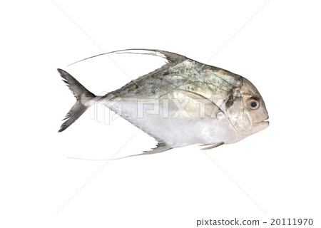 Threadfin Travelly - Alectis ciliaris 20111970