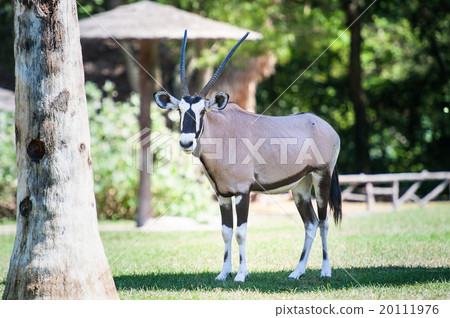 Gemsbok standing in grassland 20111976