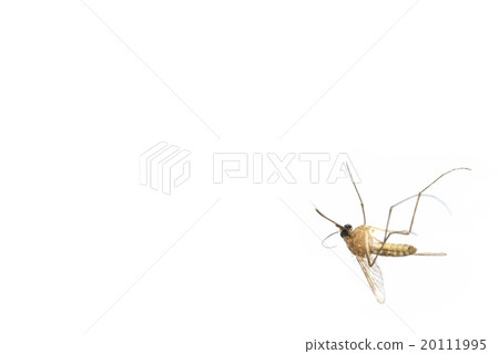 Dead mosquito lie-down on white background. 20111995