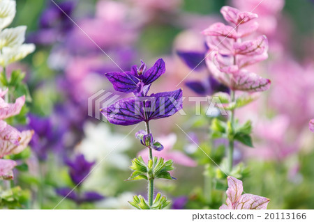 purple flowers 20113166