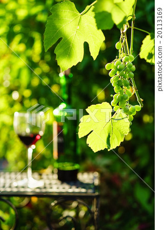 wine with grapes growing on the vineyard wine with grapes growing on the vineyard 20113169