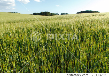 Green wheat on a field Green wheat on a field 20113793