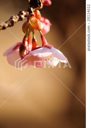 Okanakakura 20114012