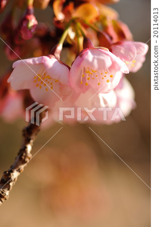 Okanakakura 20114013