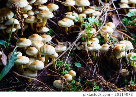 forest mushrooms 20114078
