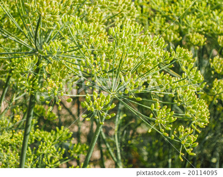 dill flower 20114095