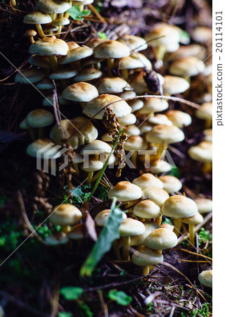 forest mushrooms 20114101