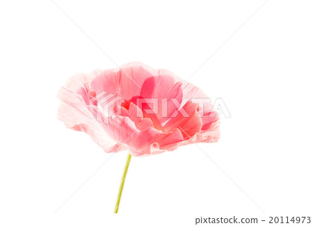 nice poppy 20114973