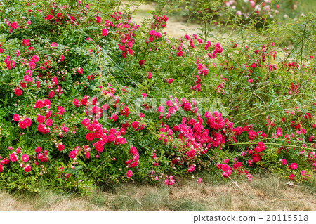 roses garden roses garden 20115518
