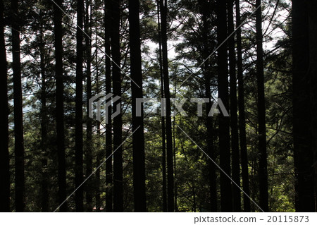 Mountain road 20115873