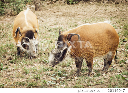 Pair of Red river hog (Potamochoerus porcus) Pair of Red river hog (Potamochoerus porcus) 20116047