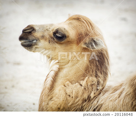 Portrait of young bactrian camel 20116048