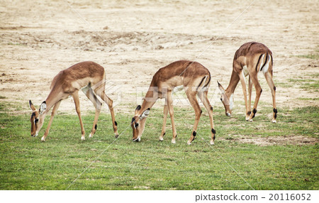 Eld's deer (Panolia eldii), beauty in nature 20116052