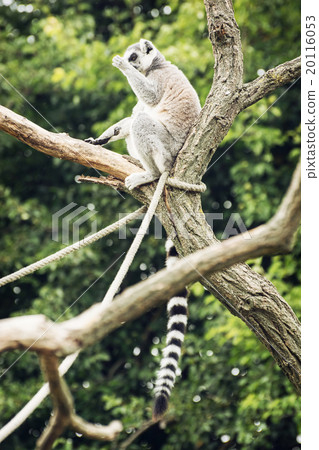 Ring-tailed lemur sitting on the tree branch, humorous scene 20116053