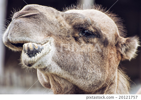 Bactrian camel closeup crazy portrait, animal face 20121757