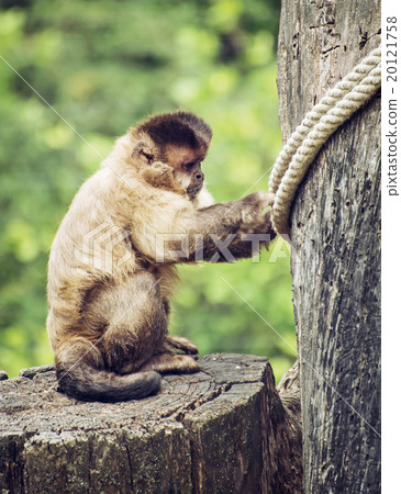 Tufted capuchin (Cebus apella) sitting on the tree stump, animal Tufted capuchin (Cebus apella) sitting on the tree stump, animal 20121758