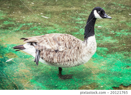 Canada goose portrait (Branta canadensis), animal scene Canada goose portrait (Branta canadensis), animal scene 20121765
