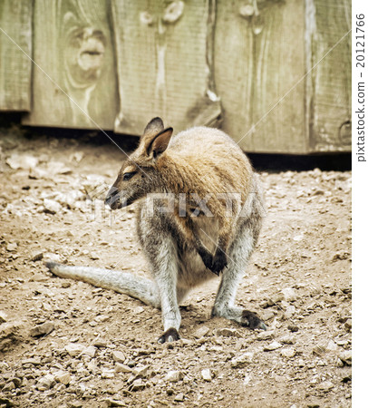 Red-necked wallaby or Bennett's wallaby (Macropus rufogriseus) Red-necked wallaby or Bennett's wallaby (Macropus rufogriseus) 20121766