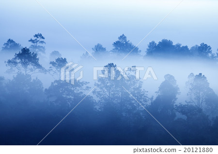 Fog in forest at Khao-kho Phetchabun,Thailand 20121880