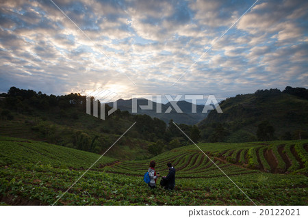 strawberry garden at Doi Angkhang mountain strawberry garden at Doi Angkhang mountain 20122021