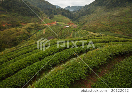 Tea plantation in the Doi Ang Khang, Chiang Mai 20122032