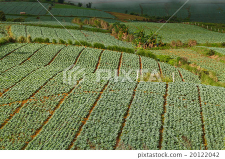 Many green cabbages in the agriculture fields Many green cabbages in the agriculture fields 20122042