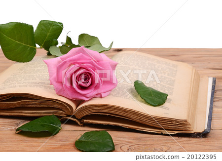 The rose on the book close-up The rose on the book close-up 20122395