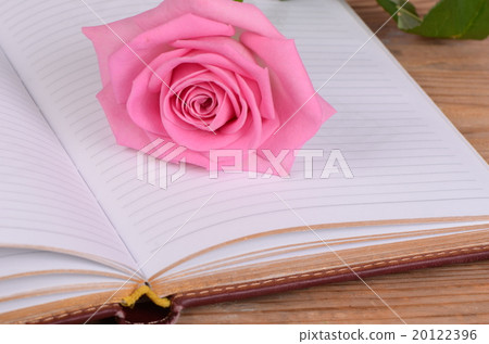 The rose on the book close-up The rose on the book close-up 20122396