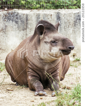 South American tapir (Tapirus terrestris), animal scene South American tapir (Tapirus terrestris), animal scene 20122858