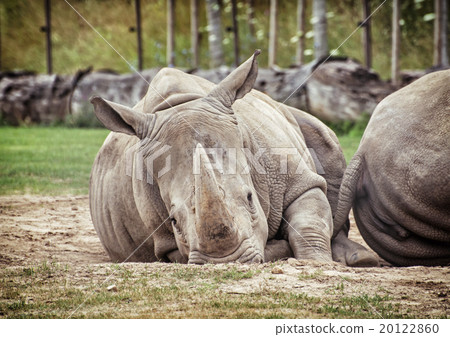 White rhinoceros (Ceratotherium simum simum), animals scene White rhinoceros (Ceratotherium simum simum), animals scene 20122860