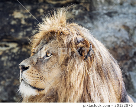 Barbary lion portrait (Panthera leo leo), critically endangered 20122876