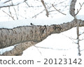 Snow on a tree 20123142