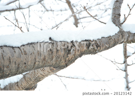 Snow on a tree 20123142