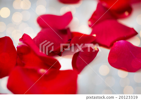 close up of red rose petals 20123319