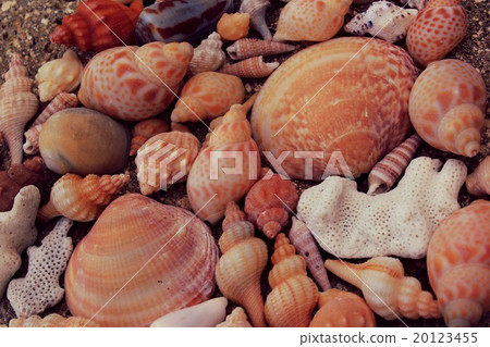 Seashell 20123455