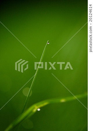 grass with dew drops 20124614