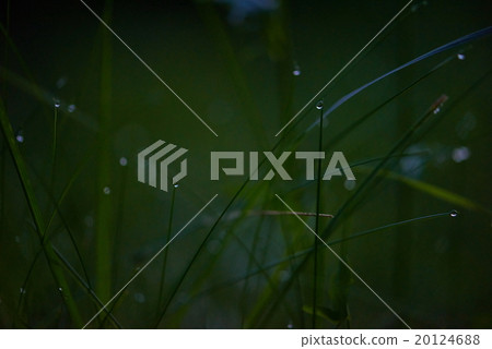 grass with dew drops 20124688