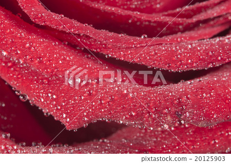 Rose flower fragment with water drops Rose flower fragment with water drops 20125903
