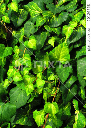 牆壁表面綠化由常春藤植物 牆壁表面綠化由常春藤植物 20126868