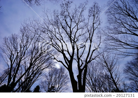 Winter sky 20127131