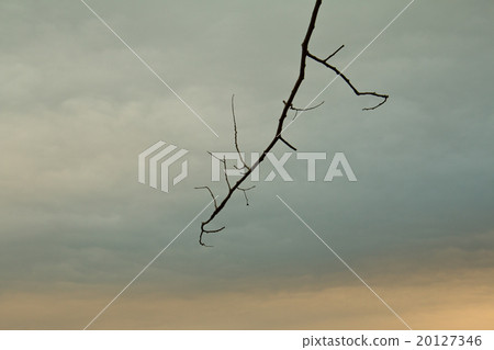 old tree brunches 20127346