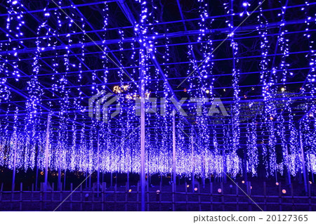 Ofuji illumination of Ashikaga Flower Park Ofuji illumination of Ashikaga Flower Park 20127365