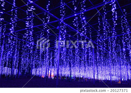Ofuji illumination of Ashikaga Flower Park 20127371