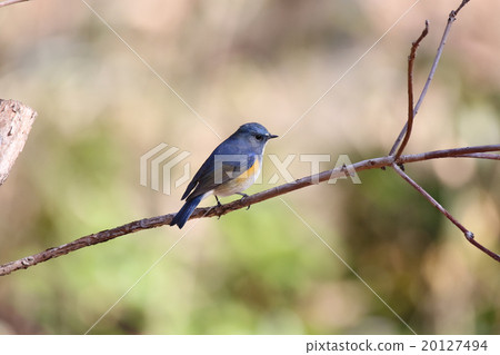 紅脅藍尾鴝 紅脅藍尾鴝 20127494