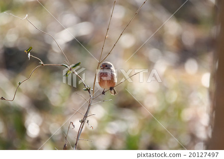 長尾雀 長尾雀 20127497