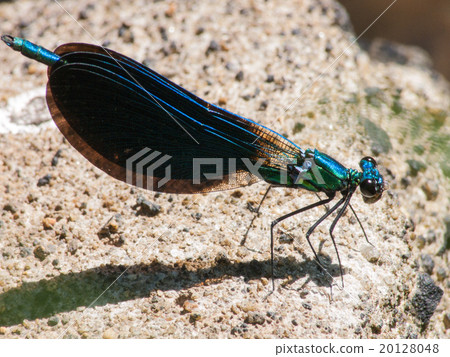Dragonfly  20128048