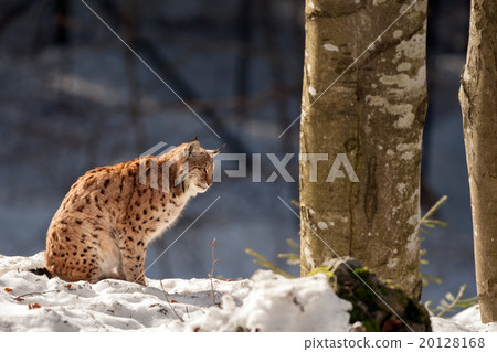 Lynx on the snow background 20128168