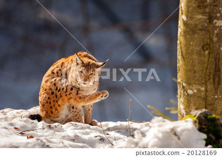 Lynx on the snow background 20128169