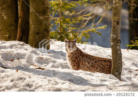Lynx on the snow background 20128172