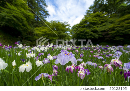 Menetsuin's iris rice field Menetsuin's iris rice field 20128195